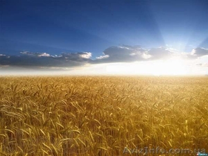 Куплю пшеницу ячмень - <ro>Изображение</ro><ru>Изображение</ru> #1, <ru>Объявление</ru> #1139276