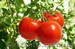 Самые свежие томаты с поля! - <ro>Изображение</ro><ru>Изображение</ru> #1, <ru>Объявление</ru> #1131136