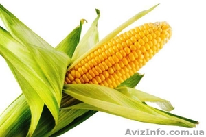 Продам оптом качественный посевной материал кукурузы и подсолнечника - <ro>Изображение</ro><ru>Изображение</ru> #1, <ru>Объявление</ru> #1143918
