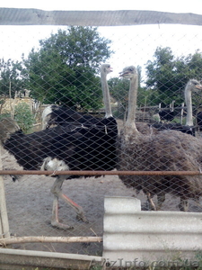 африканские страусы - <ro>Изображение</ro><ru>Изображение</ru> #1, <ru>Объявление</ru> #1152150