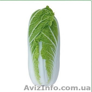 Семена пекинской капусты KS 374 F1 (Китано) - <ro>Изображение</ro><ru>Изображение</ru> #1, <ru>Объявление</ru> #1279045