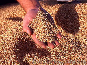 Продам зерно,пшеницу - <ro>Изображение</ro><ru>Изображение</ru> #1, <ru>Объявление</ru> #1293484