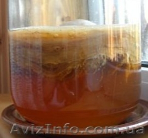 Продам чайный гриб, он же японский гриб, морской квас. - <ro>Изображение</ro><ru>Изображение</ru> #1, <ru>Объявление</ru> #1362523