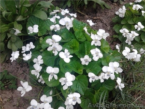 Продам саженцы фиалки садовой многолетней белой. - <ro>Изображение</ro><ru>Изображение</ru> #1, <ru>Объявление</ru> #1364950