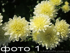 Продам саженцы корейских мелкоцветковых низкорослых хризантем. - <ro>Изображение</ro><ru>Изображение</ru> #1, <ru>Объявление</ru> #1364954