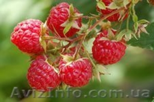 Продам саженцы ягодных кустарников: крыжовник, калина, малина, облепиха. - <ro>Изображение</ro><ru>Изображение</ru> #5, <ru>Объявление</ru> #1364958
