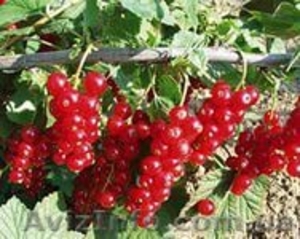 Продам саженцы ягодных кустарников: крыжовник, калина, малина, облепиха. - <ro>Изображение</ro><ru>Изображение</ru> #8, <ru>Объявление</ru> #1364958