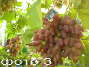 Продам саженцы винограда: Тимур, Ризамат, Подарок Запорожью, Кеша-1( Талисман),  - <ro>Изображение</ro><ru>Изображение</ru> #3, <ru>Объявление</ru> #1364902