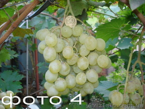Продам саженцы винограда: Тимур, Ризамат, Подарок Запорожью, Кеша-1( Талисман),  - <ro>Изображение</ro><ru>Изображение</ru> #4, <ru>Объявление</ru> #1364902