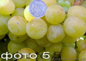 Продам саженцы винограда: Тимур, Ризамат, Подарок Запорожью, Кеша-1( Талисман),  - <ro>Изображение</ro><ru>Изображение</ru> #5, <ru>Объявление</ru> #1364902