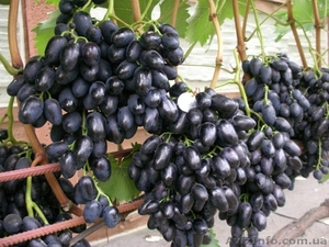 виноград,: саженцы  в херсонской области - <ro>Изображение</ro><ru>Изображение</ru> #1, <ru>Объявление</ru> #1401520