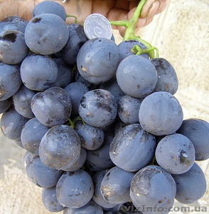 виноград,: саженцы  в херсонской области - <ro>Изображение</ro><ru>Изображение</ru> #2, <ru>Объявление</ru> #1401520