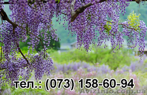Саженцы Глицинии (Вистерии) морозоустойчивость доставка почтой по Украине