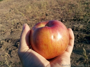 Плодоносящий яблоневый сад в Крыму. Продам - <ro>Изображение</ro><ru>Изображение</ru> #5, <ru>Объявление</ru> #1481191