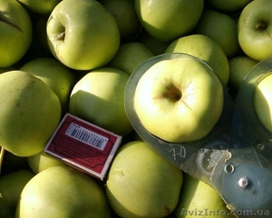 Плодоносящий яблоневый сад в Крыму. Продам - <ro>Изображение</ro><ru>Изображение</ru> #6, <ru>Объявление</ru> #1481191