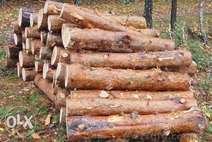 Продам дрова сосны, акации - <ro>Изображение</ro><ru>Изображение</ru> #1, <ru>Объявление</ru> #1504712