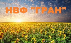 Посівний матеріал (інкрустований) під євро-лайтингАрмагедон»,  «Карлос 105»