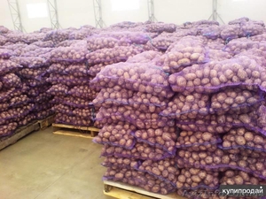 Оптовая продажа картофеля от ТОВ Компании "УкрТор" - <ro>Изображение</ro><ru>Изображение</ru> #3, <ru>Объявление</ru> #1575093