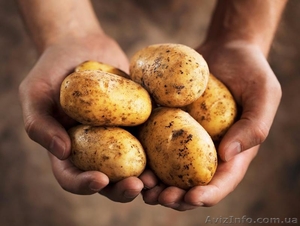 Оптовая продажа картофеля от ТОВ Компании "УкрТор" - <ro>Изображение</ro><ru>Изображение</ru> #1, <ru>Объявление</ru> #1575093