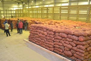 Оптовая продажа картофеля от ТОВ Компании "УкрТор" - <ro>Изображение</ro><ru>Изображение</ru> #2, <ru>Объявление</ru> #1575093