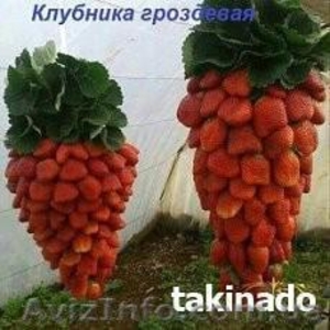 Рассада клубники. Продам.