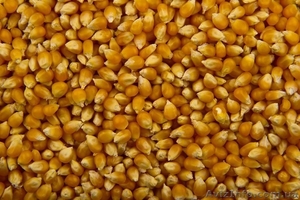 Купим кукурузу дорого, от 100 тонн. Вся Украина. - <ro>Изображение</ro><ru>Изображение</ru> #1, <ru>Объявление</ru> #1622086