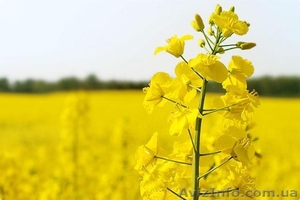 На постоянной основе купим рапс с ГМО и без, дорого - <ro>Изображение</ro><ru>Изображение</ru> #1, <ru>Объявление</ru> #1622090