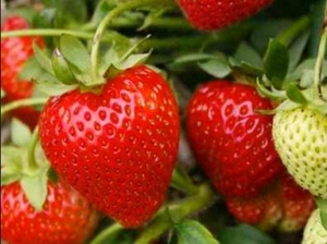 Продам ягоду клубники ОПТ! - <ro>Изображение</ro><ru>Изображение</ru> #1, <ru>Объявление</ru> #1655708