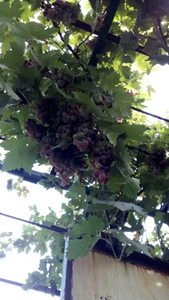 Саженцы винограда различные сорта 2021 г - <ro>Изображение</ro><ru>Изображение</ru> #5, <ru>Объявление</ru> #1707960