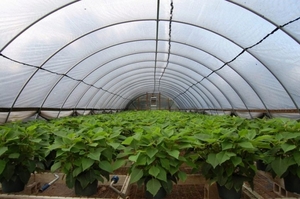 Пропонуємо до продажу тепличну плівку VATAN PLASTIK