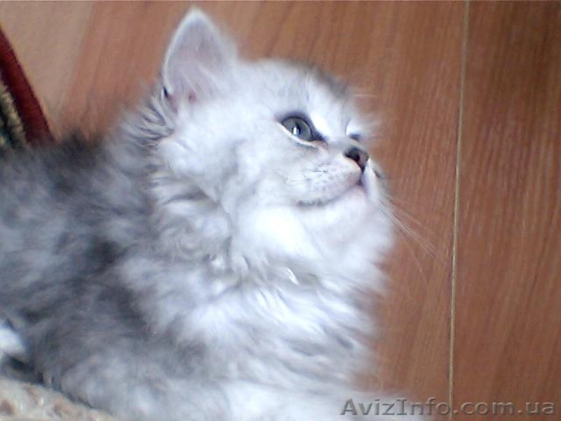 Продам котят серебристой шиншиллы из питомника. - <ro>Изображение</ro><ru>Изображение</ru> #3, <ru>Объявление</ru> #49417