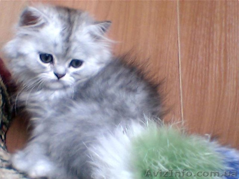 Продам котят серебристой шиншиллы из питомника. - <ro>Изображение</ro><ru>Изображение</ru> #4, <ru>Объявление</ru> #49417