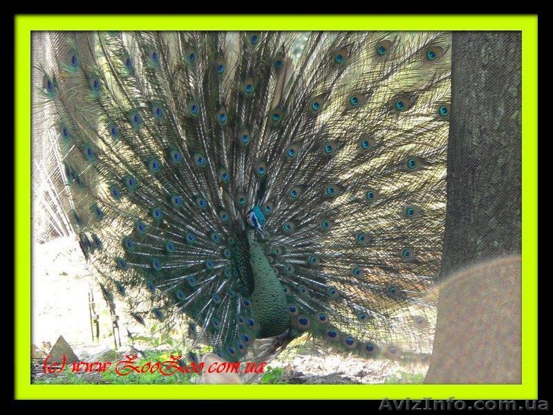 Павлины черноплечие - <ro>Изображение</ro><ru>Изображение</ru> #3, <ru>Объявление</ru> #69841