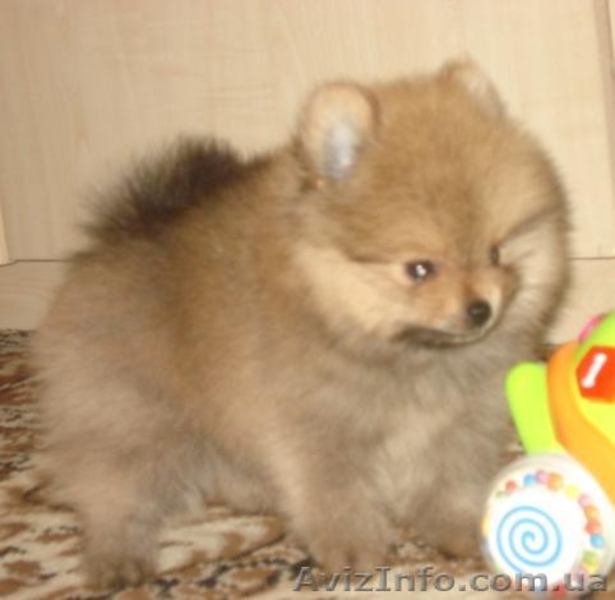 Шпиц. Продаётся щенок померанца. - <ro>Изображение</ro><ru>Изображение</ru> #3, <ru>Объявление</ru> #68505