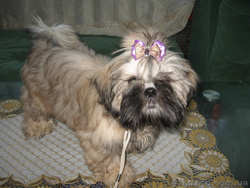 Продам Щенков Ши-тцу  - <ro>Изображение</ro><ru>Изображение</ru> #3, <ru>Объявление</ru> #101936