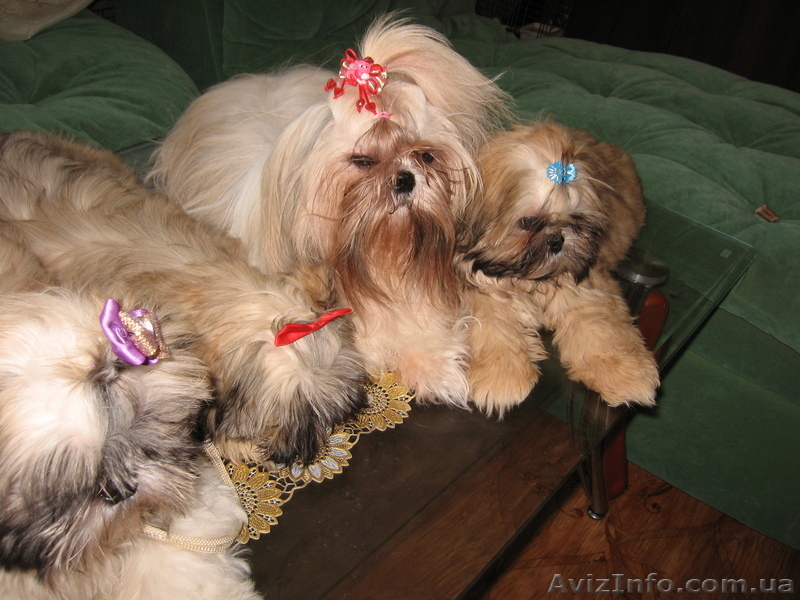 Продам Щенков Ши-тцу  - <ro>Изображение</ro><ru>Изображение</ru> #4, <ru>Объявление</ru> #101936