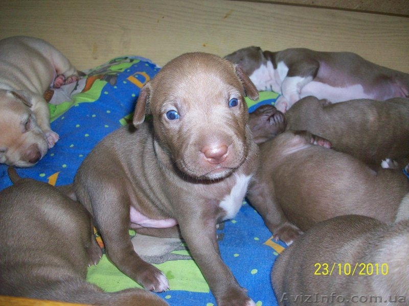 Маленькие питовочки - <ro>Изображение</ro><ru>Изображение</ru> #3, <ru>Объявление</ru> #103363