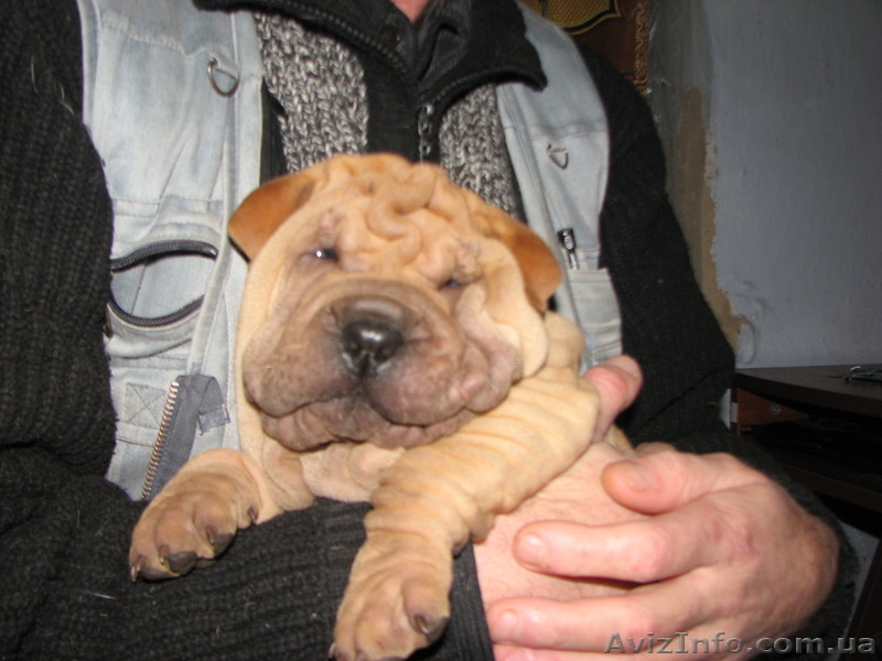 К  8марта -щенок шар-пея - <ro>Изображение</ro><ru>Изображение</ru> #3, <ru>Объявление</ru> #181933
