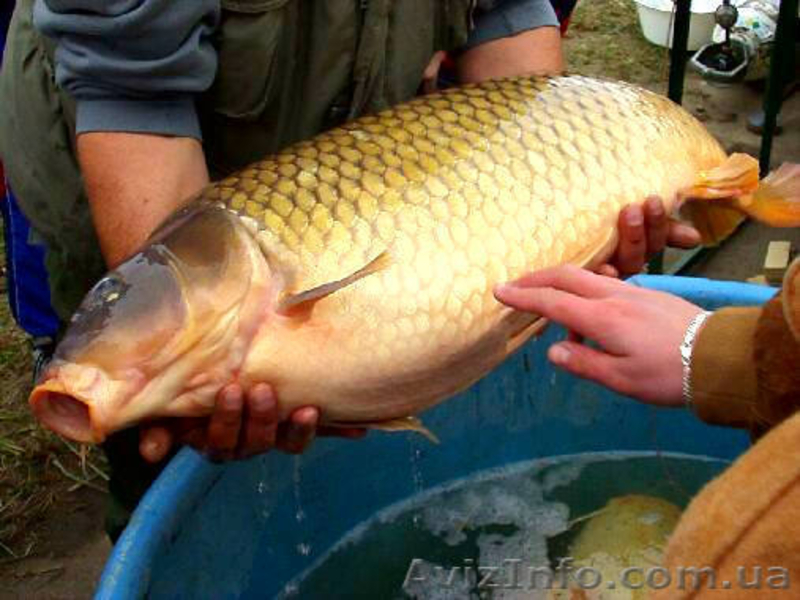 Постоянно закупаем оптом РАКОВ и рыбу - <ro>Изображение</ro><ru>Изображение</ru> #6, <ru>Объявление</ru> #240672