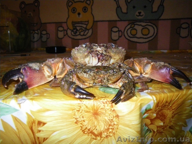 Постоянно закупаем оптом РАКОВ и рыбу - <ro>Изображение</ro><ru>Изображение</ru> #4, <ru>Объявление</ru> #240672