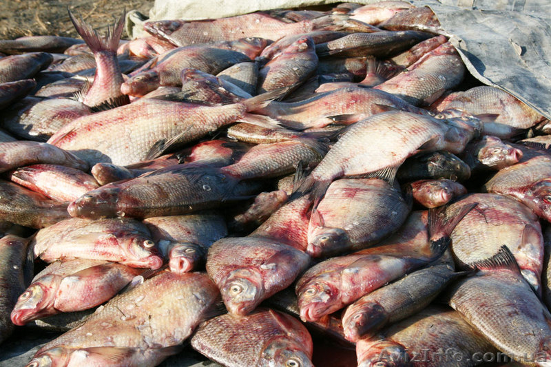 Постоянно закупаем оптом РАКОВ и рыбу - <ro>Изображение</ro><ru>Изображение</ru> #9, <ru>Объявление</ru> #240672