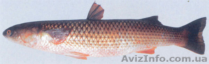 Постоянно закупаем оптом РАКОВ и рыбу - <ro>Изображение</ro><ru>Изображение</ru> #8, <ru>Объявление</ru> #240672