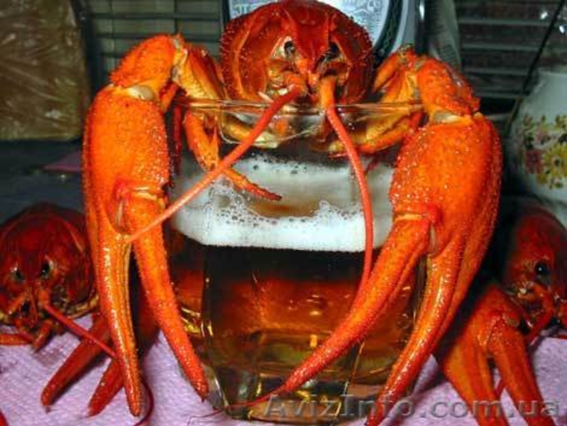 Постоянно закупаем оптом РАКОВ и рыбу - <ro>Изображение</ro><ru>Изображение</ru> #5, <ru>Объявление</ru> #240672