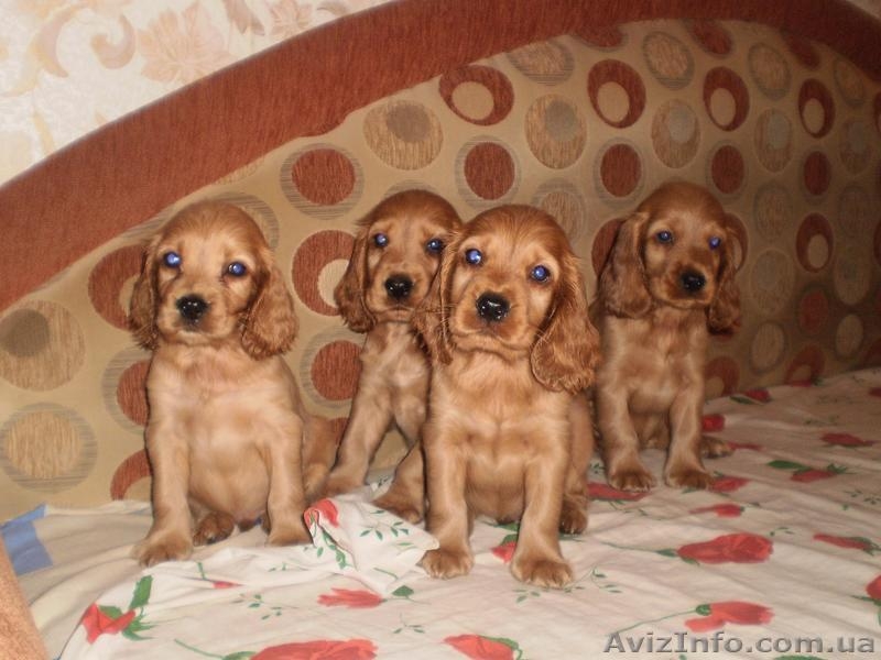 Продаю щенков породы Английский кокер спаниель - <ro>Изображение</ro><ru>Изображение</ru> #3, <ru>Объявление</ru> #306097