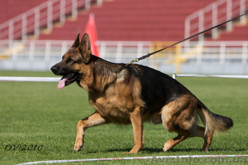 Щенки немецкой овчарки от Гранд Чемпиона Украины - <ro>Изображение</ro><ru>Изображение</ru> #3, <ru>Объявление</ru> #310990