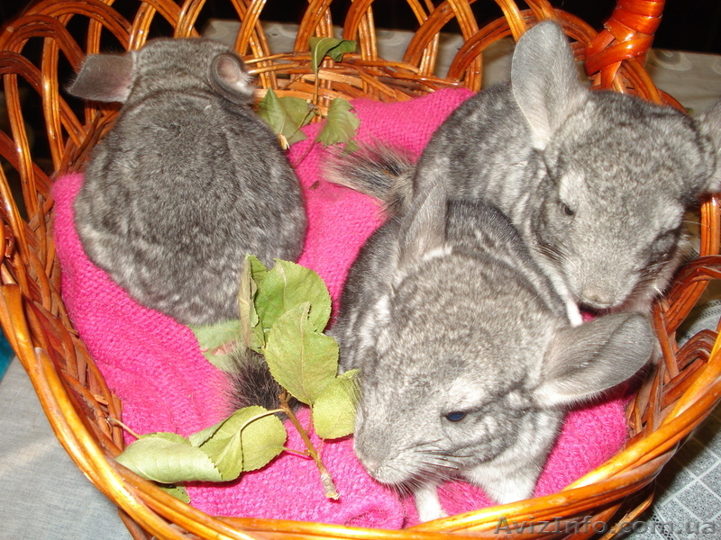 Шиншил молодняк девочек - <ro>Изображение</ro><ru>Изображение</ru> #4, <ru>Объявление</ru> #304604