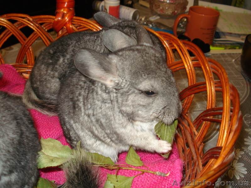 Шиншил молодняк девочек - <ro>Изображение</ro><ru>Изображение</ru> #3, <ru>Объявление</ru> #304604