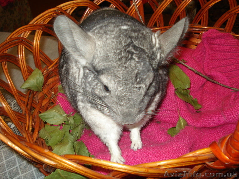 Шиншил молодняк девочек - <ro>Изображение</ro><ru>Изображение</ru> #7, <ru>Объявление</ru> #304604