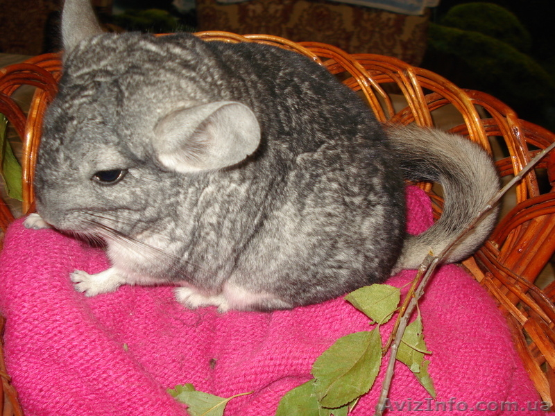 Шиншил молодняк девочек - <ro>Изображение</ro><ru>Изображение</ru> #6, <ru>Объявление</ru> #304604
