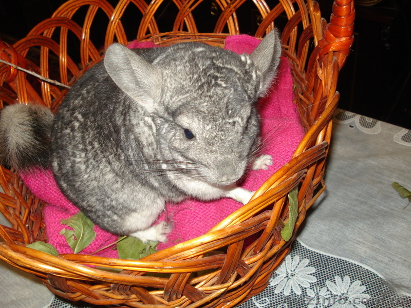 Шиншил молодняк девочек - <ro>Изображение</ro><ru>Изображение</ru> #5, <ru>Объявление</ru> #304604